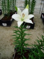 [1651 Adoration No02.JPG]